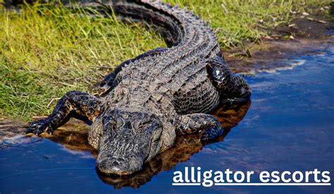 aligator scorts